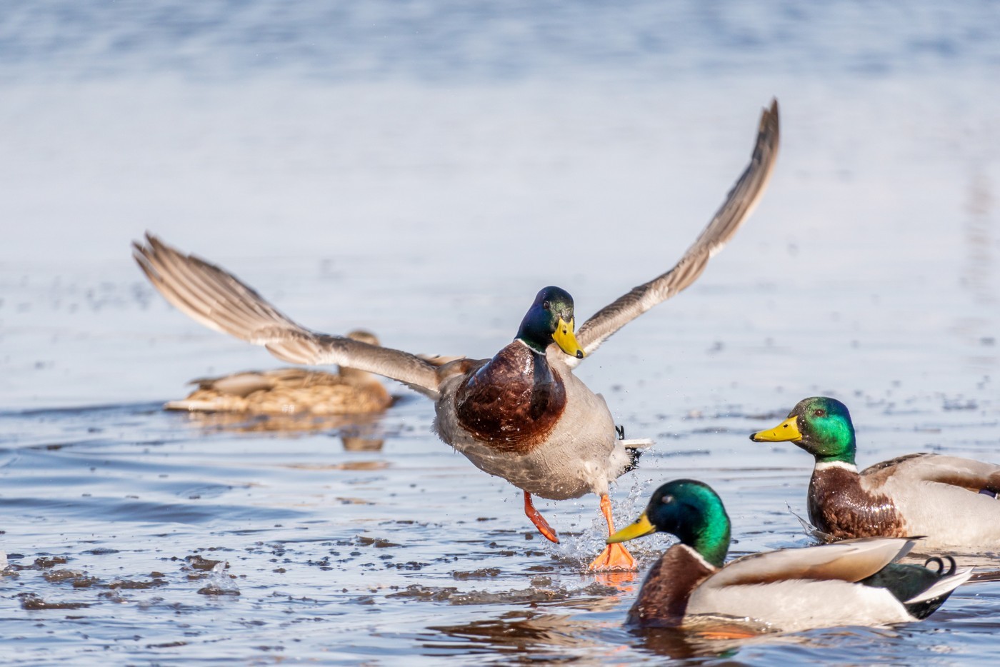 Хвост селезня. Утка хвост. Хвостик уточки. Duck eating.